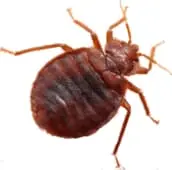 bed bug control