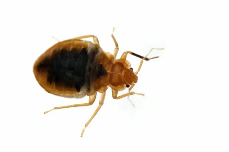 bed bug exterminator king city