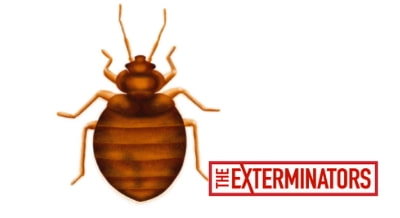 bed bug exterminator