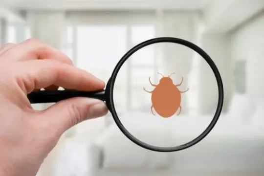 bed bug inspection