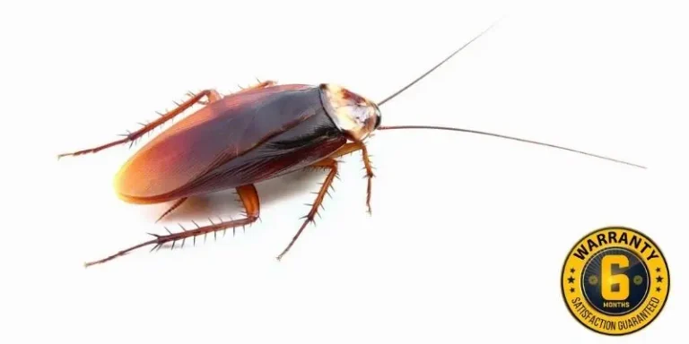 cockroach control king city