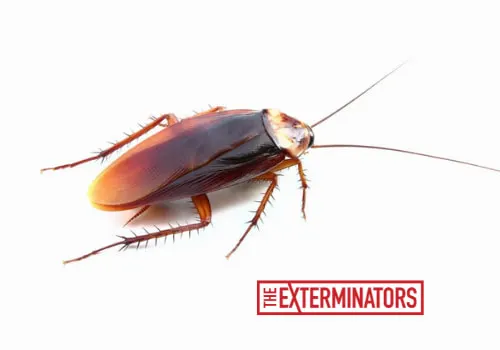 cockroach exterminator