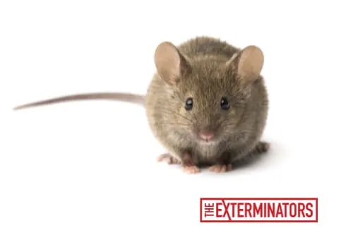 mouse exterminator