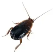 oriental cockroach