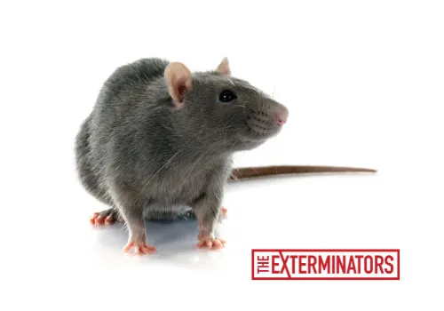 rat exterminator